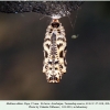 melitaea abbas turanchay pupa2